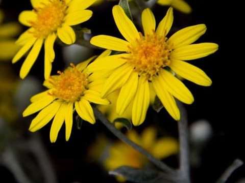 perennials flower yellow black background wallpaper phone