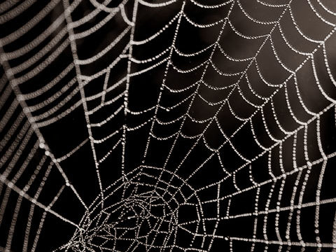 cobweb raindrops dark black wallpaper background phone