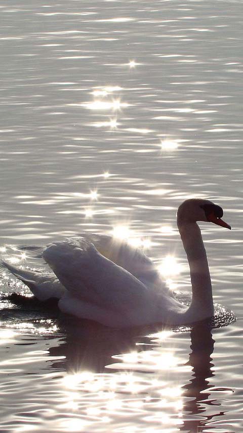 swan beautiful wallpaper background free phone