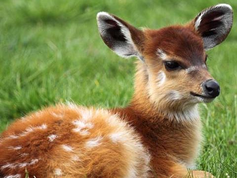 deer baby background wallpaper free phone