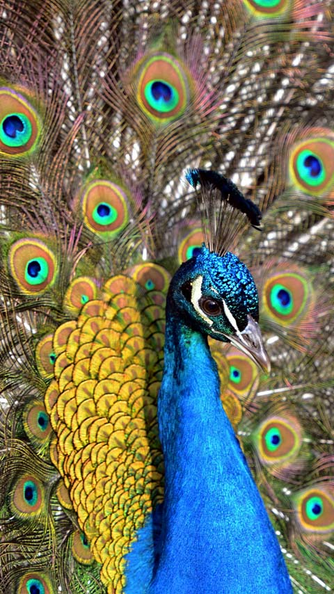 Free Phone Backgrounds Wallpapers-480x854 px FWVGA